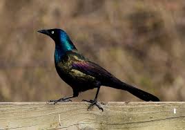 To feed finches, fill hanging tube feeders with only nyjer seed (thistle). 15 Tips On How To Get Rid Of Grackles Fast Humanely World Birds