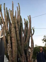Maybe you would like to learn more about one of these? Saguaro And Other Towering Cacti Have A Scrambled History Berkeley News