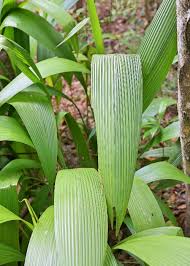 Image result for Molineria