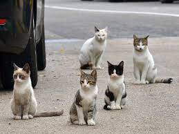 Katzenhilfe greven ev posts facebook. Fakten Katzenkastration Tasso