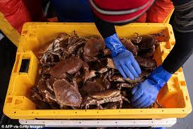 Image result for Paralytic Shellfish Poisoning