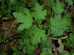 Image result for Pancovia golungensis