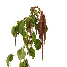 Image result for Amaranthus