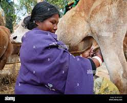 Lady milking cow hi-res stock photography and images - Alamy