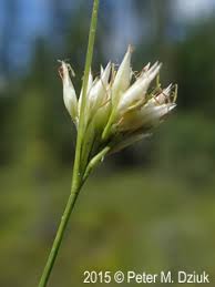 Image result for Rhynchospora perrieri