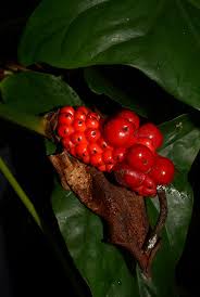 Image result for Cercestis congensis