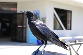 Baik berupa brosur lomba burung, agenda lomba burung, maupun rilis lomba burung. Dianggap Pertanda Kematian Ini Mitos Dan Fakta Tentang Burung Gagak Indozone Id