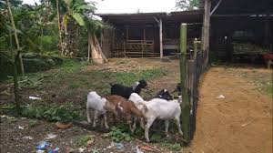 Kandang merupakan tempat tinggal untuk kambing. Kandang Kambing Umbaran Hemat Biaya Dan Sehat Bagi Kambing Youtube