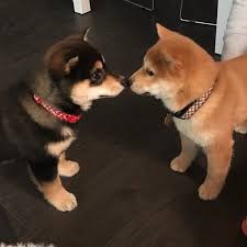 Uploaded By Sensitive Find Images And Videos About Love Cute And Dog On We Heart It The App To Get Lost In What Y Cute Baby Animals Cute Dogs Shiba