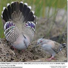 Pigeons Beauty Of Birds