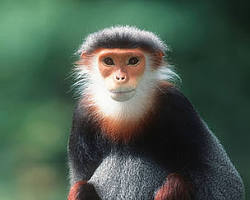 Red-shanked Douc Langur
