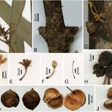 Image result for Octolepis decalepis