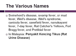 Leptospirosis atau penyakit kencing tikus adalah jangkitan bakteria yang menyebabkan simptom seperti demam panas sakit sendi, mata merah dan sakit perut. Leptospirosis In Malaysia By Agnes Ling Estella Chua