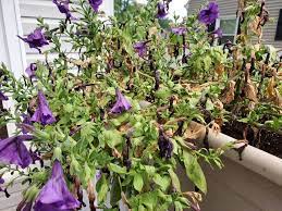 We did not find results for: 4 Reasons Why Your Petunias Are Wilting And Dying The Practical Planter