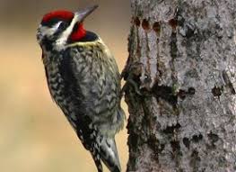 From late winter through fall. Yellow Bellied Sapsucker Wetaskiwin County Ab Official Website