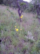 Image result for Berkheya setifera