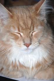 The best course of action is to prevent them from happening develop a regular brushing schedule for your cat along with a regular bath and be sure to check your cat's fur often to make sure no mats are forming. How To Treat Seriously Matted Fur On A Cat