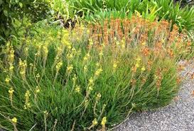 Bulbine Pflanzen Baumschule Garten Pflanzen