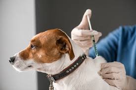 Monitoring vaccine safety and use in real life. Vaccinul Antirabic La Caini Èi ImportanÈa Sa Cuppy Vet