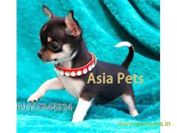 Tea Cup Chihuahua Puppy Sale In Chennai Price Chihuahua Puppies Puppies Chihuahua Puppies For Sale