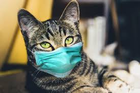 Cats Can Spread COVID-19 Coronavirus Infection to Other Cats