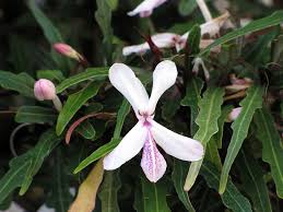 Image result for Pseuderanthemum