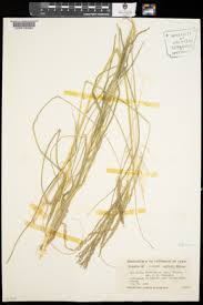 Image result for Sporobolus coromandelianus