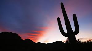 The saguaro is found only in the sonoran desert, which includes about 120,000 square miles of california and arizona. Viral Video Shows Man Hitting Golf Ball Into Saguaro Cactus At We Ko Pa Golf Club