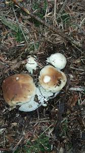 Pin By Jean Claude Chaleuil On Griby Stuffed Mushrooms Eggs Food