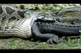 Python Eats Alligator 02 Time Lapse Speed X6 Anaconda Snake Dangerous Animals In Australia Dangerous Animals