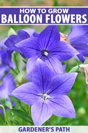 It is called a bell flower when the flower head is closed and it looks like a bell. How To Grow And Care For Balloon Flowers Gardener S Path