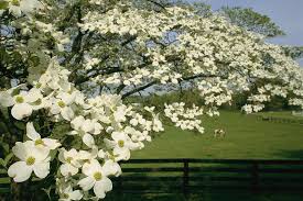 Learn about cornus kousa and cornus nuttallii and other recommended dogwood trees. Pin On Photo S