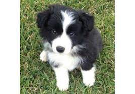 At the beginning of the epidemic, when there was only one registered case of infection in the country, we had an appointment with a border collie breeder. Breeders Esperanzamia