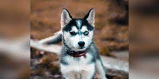 German Shepherd Husky Guide