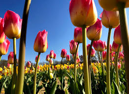 Part of new jersey's gateway region in the new york metropolitan area, jersey city is its largest city and county seat. This Drive Thru Flower Festival At N J Farm Might Be The Splash Of Color You Need Right Now Nj Com