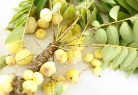 The fruit contains the greatest known supply of compounds called xanthones which offer powerful immune & cardiovascular support and are used in research on gastric cancer. Traditional Malaysian Local Fruits Are Going Extinct The Star