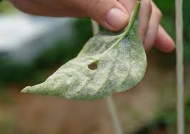 How do i treat a powdery mildew infected plant/tree? Identify Prevent And Treat Garden Problems Powdery Mildew Fungal Disease Gardening Channel