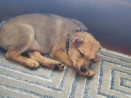 Fundraiser by Trisha Stout : Yoda's surgery