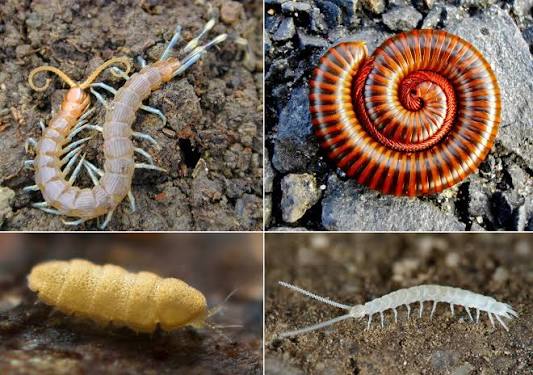Myriapoda - Wikipedia, la enciclopedia libre