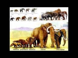 Evolution Of Elephants Prehistoric To Today