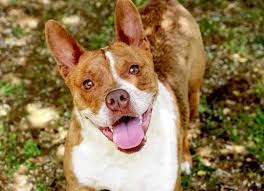 Adopt Journey On Dog Adoption Help Homeless Pets Homeless Pets