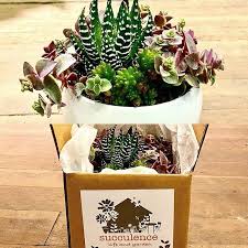 Cactus and succulent update june 2018 part 1. Succulence Thesucculence Twitter