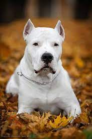 Argentine Dogo Dog Argentino Dog Breeds Dogs