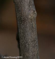 Image result for Combretum mossambicense