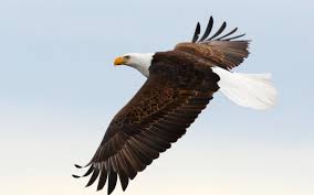Free shipping on orders over $25 shipped by amazon. Picking Up Eagle Feathers Up Here Publishing