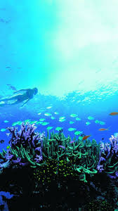 Hd Wallpapers Downloads Hd Nature Wallpaper Download Coral Reef Mexico Riviera Maya 720x1280 Download Hd Wallpaper Wallpapertip Windows 10 nature landscape wallpaper 14, snow covered mountains and trees.