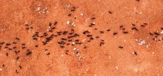 Now, you mentioned treatment and you also have mentioned people who don't do any repairs or take care of this. Home Remedies To Get Rid Of Home Ants Rentokil Singapore
