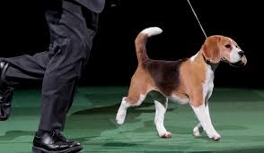 Conformation at the westminster kennel club dog show. Westminster Kennel Club Dog Show 2021 How To Watch Live Stream Schedule Of Events And Terminology Masslive Com