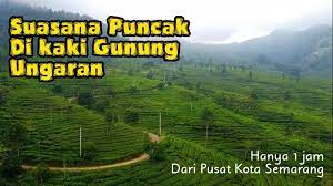 Memang tak banyak orang yang tahu tentang spot ini selain dari masyarakat sekitar pegunungan ungaran dan para pendaki gunung. Jalur Menuju Kebun Teh Medini Kaki Gunung Ungaran Part 1 Youtube