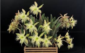 Image result for Bulbophyllum scaberulum